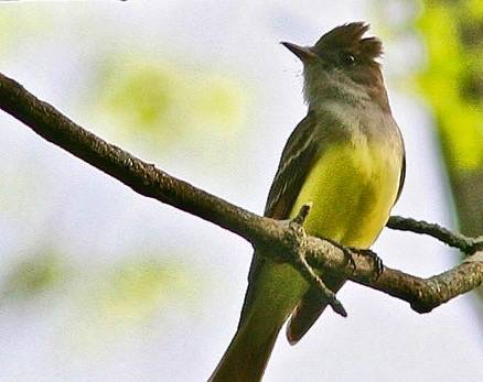 Great-crested Flycatcher by Vermont Ed 802 is licensed under CC BY-NC-SA 2.0